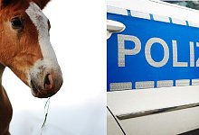 Pferd verletzt - Symbolbild: Pixabay