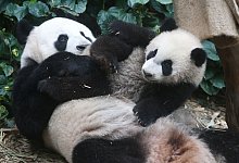 Pandas in Singapur - Then Chih Wey/XinHua/dpa