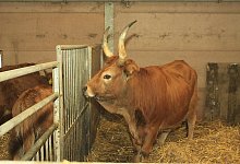 Seltenens Cachena-Rind - Foto: Lahr