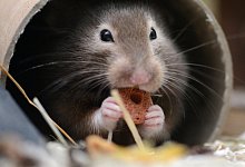 Goldhamster - Foto: Caroline Seidel/dpa-tmn/dpa