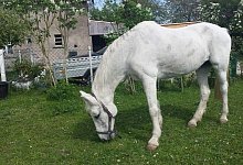 Pferderipper - Heike Skowronek