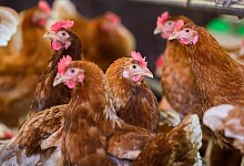 Legehennen (Symbolbild) - Julian Stratenschulte/dpa