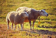 Schafe auf der Weide - Pixabay