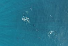 Marline - Alicia Burns/Current Biology/EurekAlert/dpa