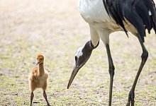 Schneekraniche - Thomas Banneyer/dpa