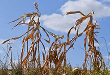 Hitzesommer - Patrick Pleul/dpa-Zentralbild/dpa