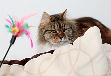 Katze - Foto: Mascha Brichta/dpa-tmn/dpa