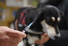 Tierimpfung - Foto: Nicolas Armer/dpa