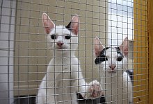 Katzenschwemme - Vera Gerstendorf-Welle