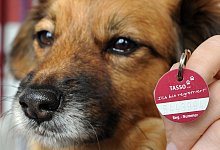 Hund mit Halsbandmarke - Foto: Holger Hollemann/Symbolbild