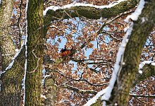 Barney - Feuerwehr K&ouml;ln/dpa