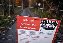 Schweinepest in Nordrhein-Westfalen - Federico Gambarini/dpa