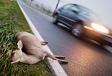 Wildunfall - Foto: Julian Stratenschulte/dpa
