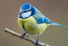 Eine Blaumeise sitzt auf einem Ast - Foto: Patrick Pleul/dpa-Zentralbild/dpa/Archiv