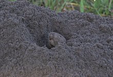 &laquo;Taschenratten sind wirklich wichtige &Ouml;kosystemingenieure.&raquo; - Veronica Selden/Jack Putz/University of Florida/dpa