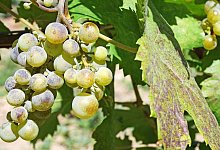 Echter Mehltau - Peter Zschunke/dpa