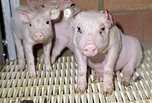 Die Bilder aus dem Video zeigen verletzte und kranke Tiere - Deutsches Tierschutzb&uuml;ro