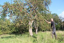 LA Apfelernte - Cordula Gr&ouml;ne