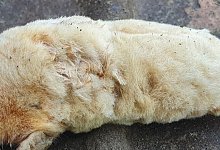 Seltener Fund in einem Bielefelder Garten. - Privat