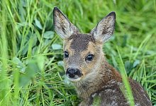&laquo;Bambi&raquo; - ein Klischee aus dem Wald - Patrick Pleul/dpa-Zentralbild/ZB