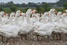 Die Festtagsgans wird teurer - Patrick Pleul/dpa-Zentralbild/ZB