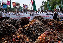 Protest gegen Palm&ouml;l-Exportverbot in Indonesien - Tatan Syuflana/AP/dpa