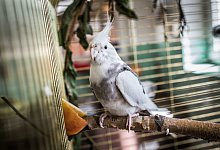 Einzeln halten - Foto: Frank Rumpenhorst/dpa-tmn