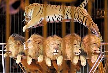 Zirkustiere - dpa