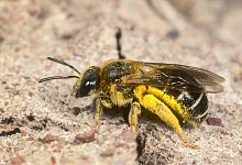 85259684 - picture alliance / blickwinkel/R. Guenter