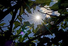 Hitze in Deutschland - Rheinland-Pfalz - Sascha Ditscher/dpa