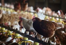 Stallpflicht f&uuml;r Gefl&uuml;gel - dpa