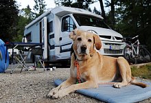 Hund - Foto: Tobias Hase