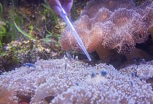 Mangrovenquallen - Foto: Sina Schuldt/dpa