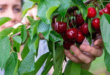 Wer die Kirschen aus dem Garten vor Maden sch&uuml;tzen m&ouml;chte, kann mit feinmaschigen Netzen und gelben Klebefallen arbeiten. Oder gleich zu einer fr&uuml;heren Sorte greifen. - Klaus-Dietmar Gabbert/dpa-tmn