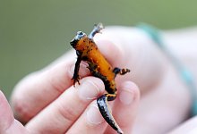 Bergmolch - Foto: Roland Weihrauch