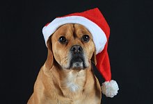 Ein Hund mit Weihnachtsmütze - Jens Wolf/dpa-Zentralbild/dpa-tmn