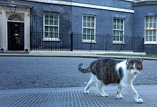 Kater Larry - Kirsty Wigglesworth/AP/dpa