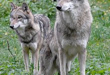 Blick auf zwei W&ouml;lfe - Foto: Carsten Rehder