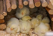 Tierheim nimmt 145 ausgesetzte Küken auf - Jan Woitas/dpa