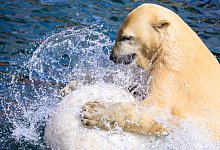 Eisb&auml;rin Nana verl&auml;sst Zoo Hannover - Julian Stratenschulte/dpa