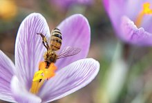 Fr&uuml;hling - Markus Scholz/dpa