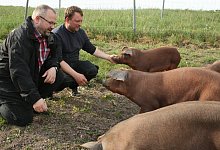 Duroc-Schweine - Sylvia Frevert