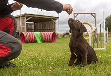 So arbeiten gute Hundetrainer - Foto: Benjamin Nolte/dpa-tmn
