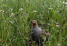 Blühflächen für den Rebhuhn-Schutz - Swen Pförtner/dpa