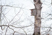 Nistkasten - Foto: Friso Gentsch/dpa/dpa-tmn