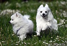 Ausstellung Dogs & Fun - Federico Gambarini/dpa