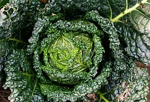 Grünkohl - Symbolbild: Pixabay