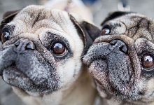 Zwei M&ouml;pse blicken in die Kamera des Fotografen - Frank Rumpenhorst/dpa/dpa-tmn