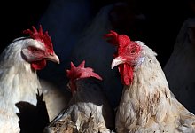 Legehennen auf Biobauernhof - Karl-Josef Hildenbrand/dpa