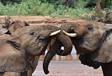 Afrikanische Elefanten - George Wittemyer/Springer Nature/dpa